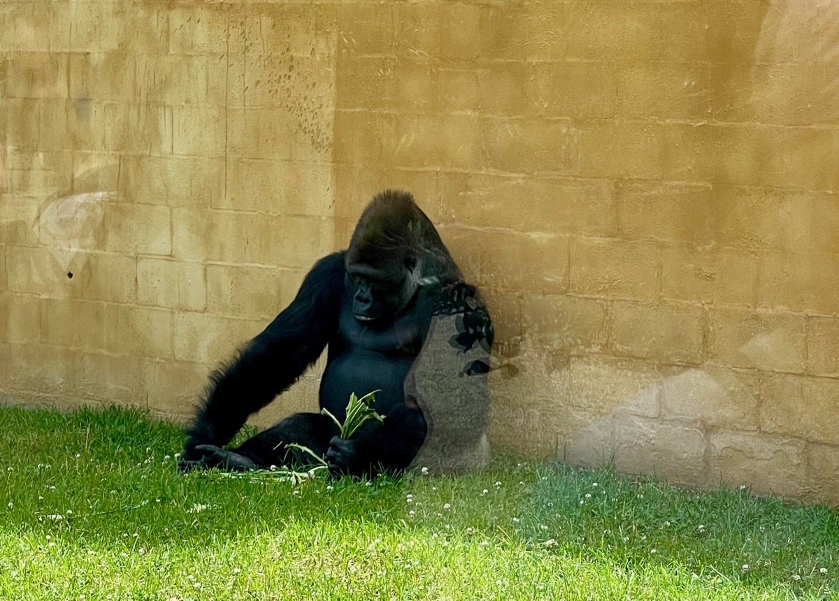 Mogo Zoo- Gorilla