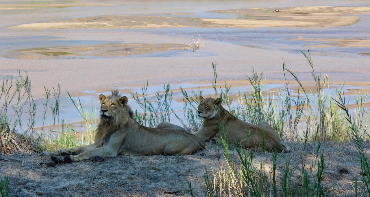 Lions at Kirkman's Kamp