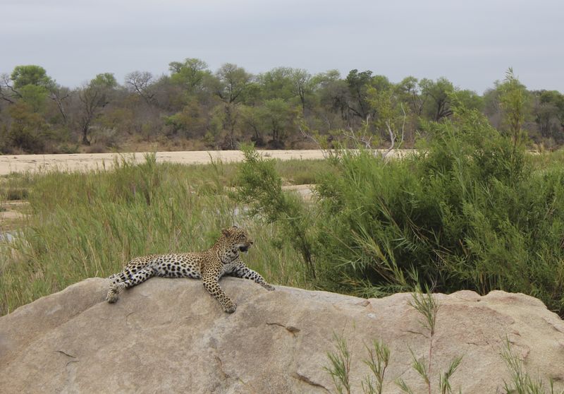 Leopard on a Rock-on safari at Kirkmans Camp